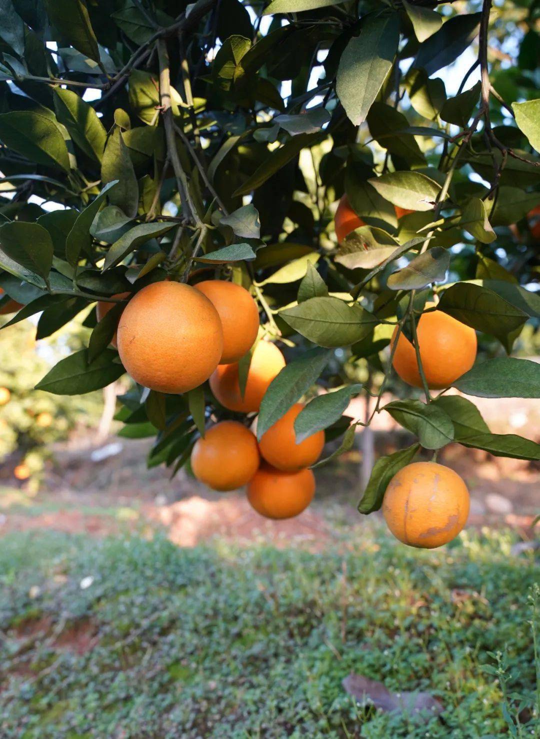 e农行动桂阳本地冰糖橙熟了今年的更甜