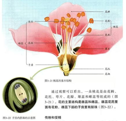 试讲逐字稿 生物 花的结构 花瓣 桃花的 花托