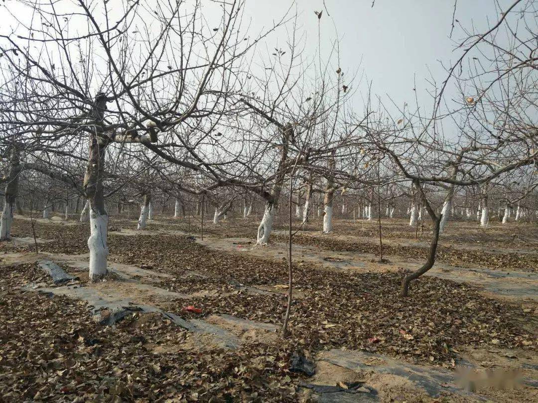 果园_平台_苹果