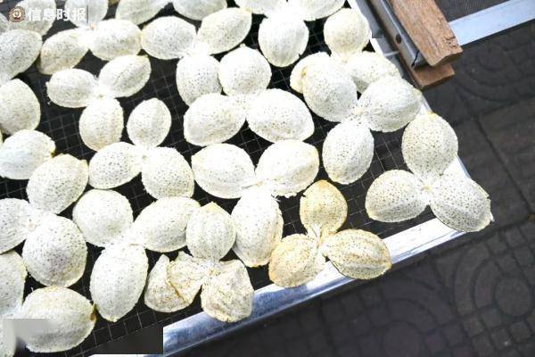 街坊|它很丑但很“贵”！广州街坊很爱吃，数万元一斤