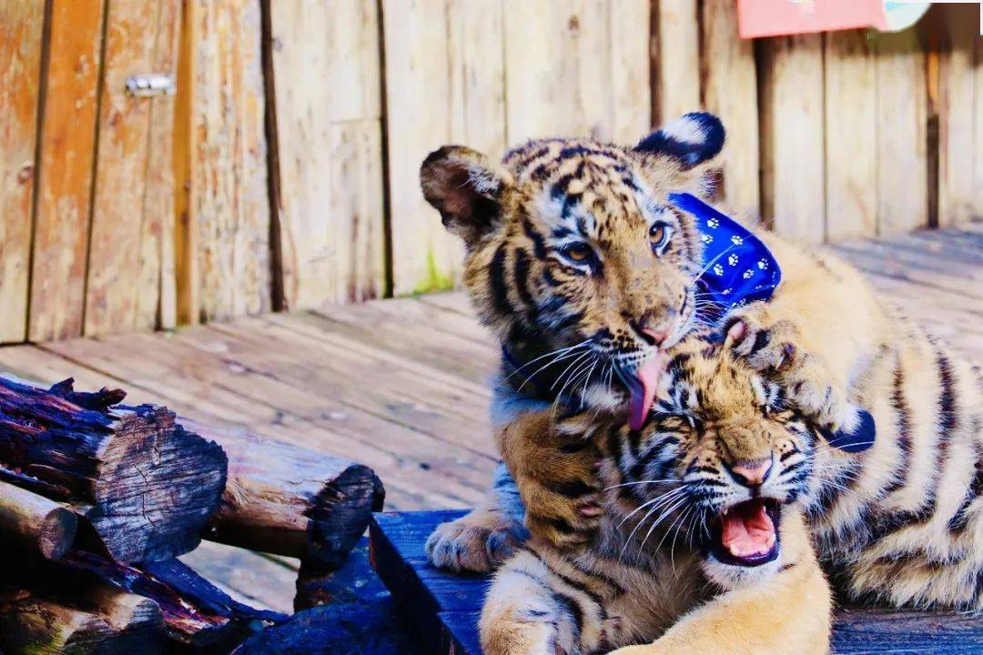 虎生~将奔向新场馆三只萌兽与狮虎山庄告别在这个欢快的季节时间飞快
