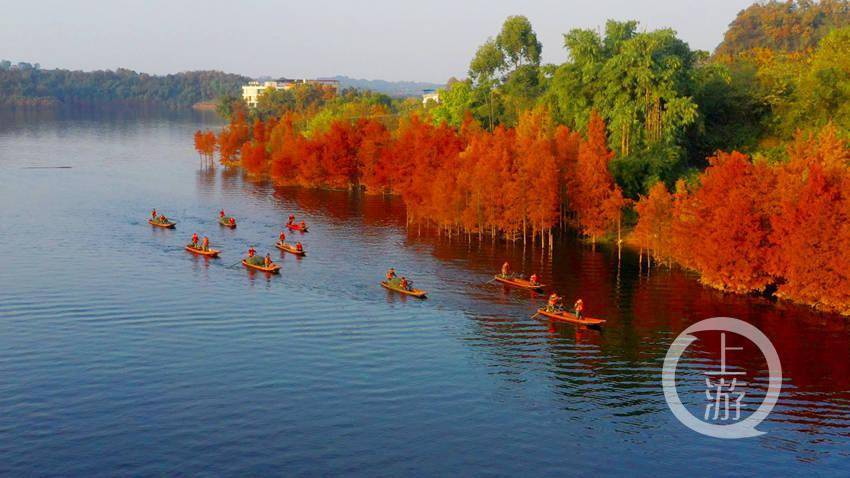 消落带变身"水上森林" 长寿湖风景换新颜