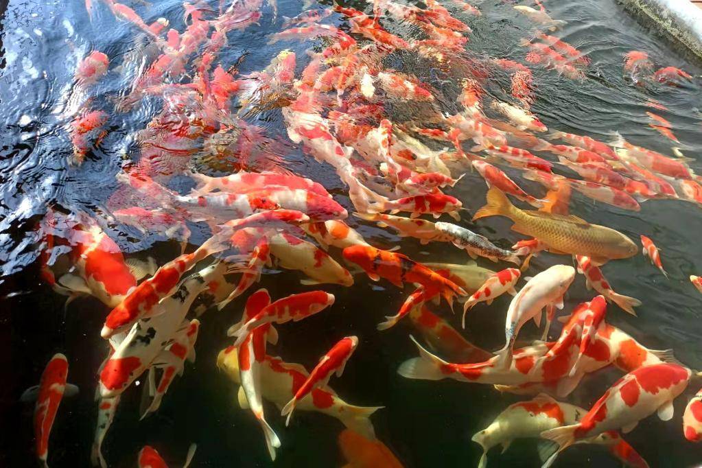 锦鲤产业园养殖的锦鲤.(实习生门杰伟 摄)