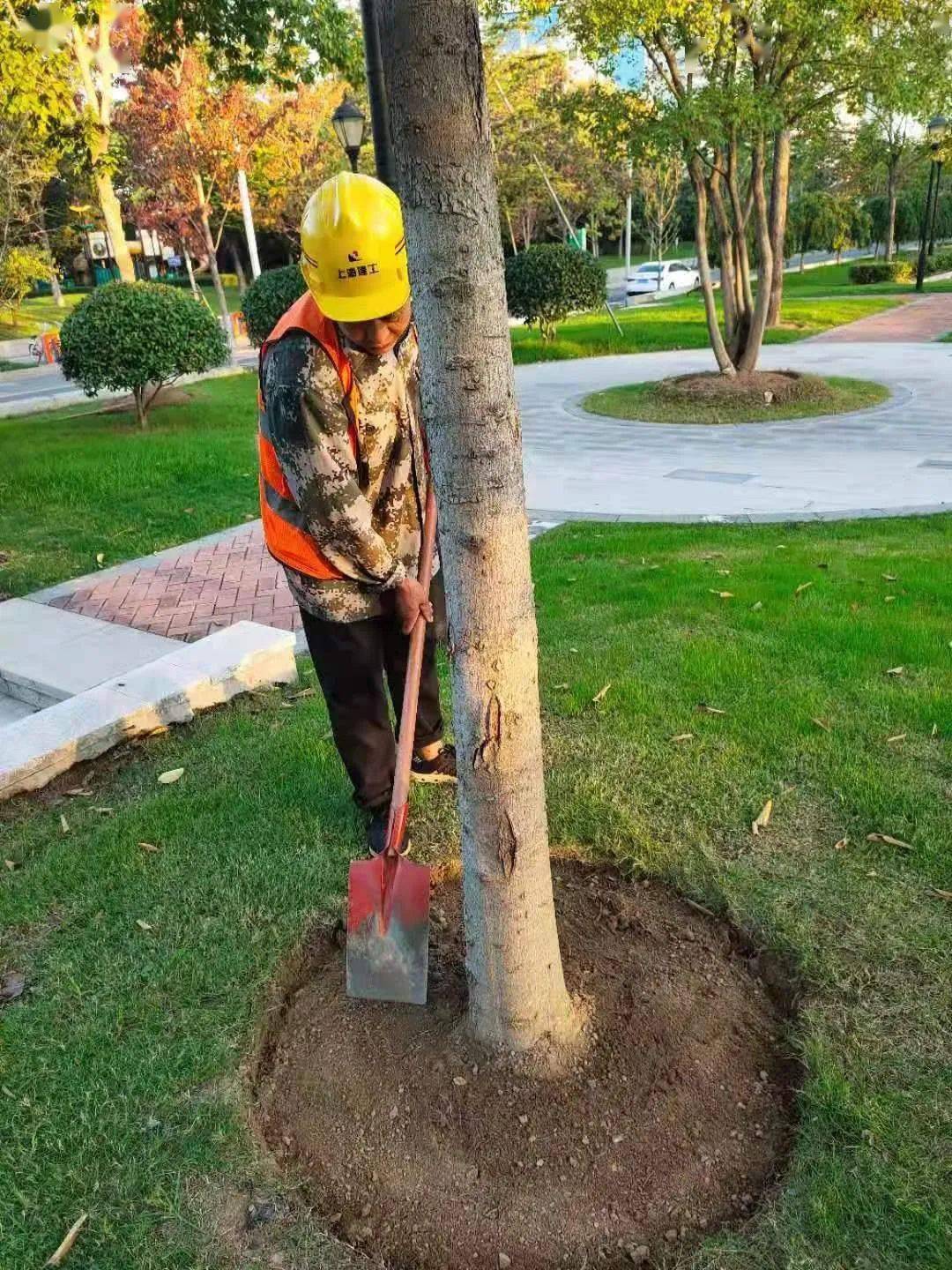 冬季养护套餐让园林苗木暖起来