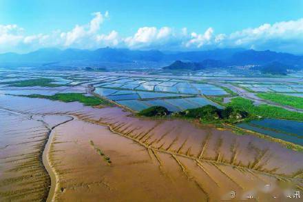 滩涂|惊艳！三门海域又现“海上森林”奇观！