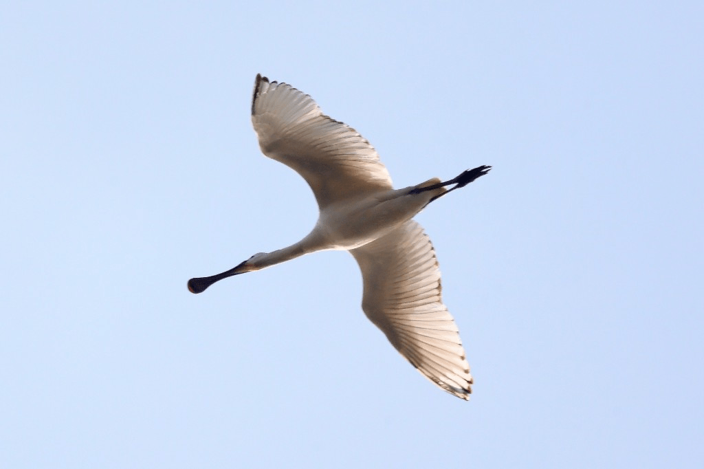 蘭溪這8只怪鳥,竟是荷蘭的國鳥