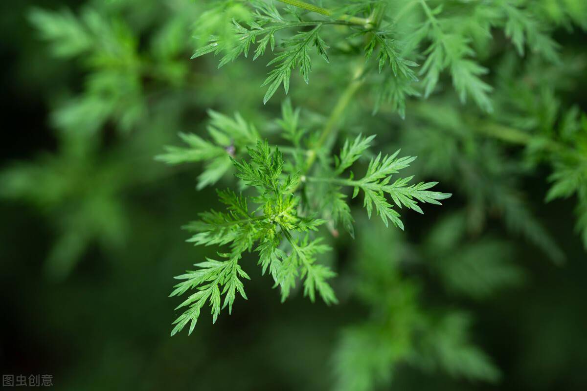 中药青蒿不止用于疟疾 还能用于更年期综合征 肝炎 阴虚火旺 临床 张廷模 贡献