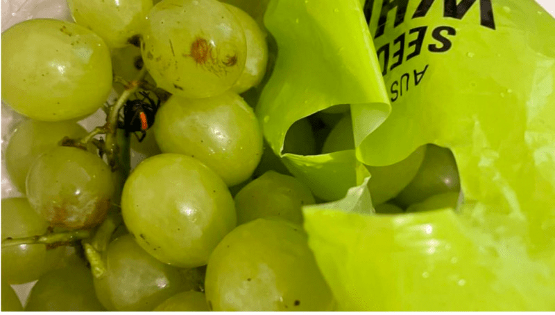 coles水果中惊现"剧毒红背蜘蛛",超市回应:正在调查.