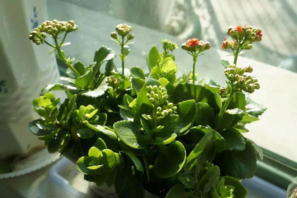 几月份扦插长寿花最合适 5d72924770fb4876b03ae20a1ce4d054.jpeg