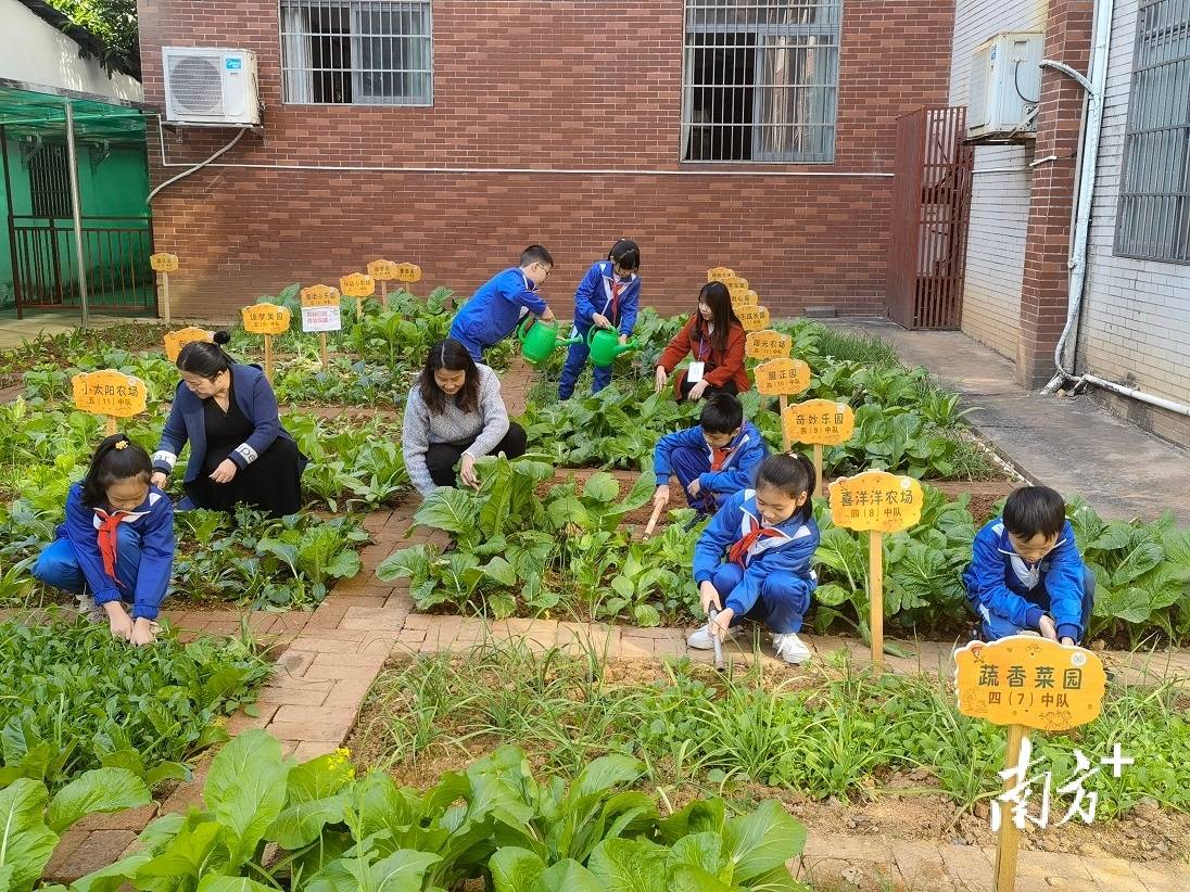 校园里也能种菜曲江这个学校开设劳动教育课