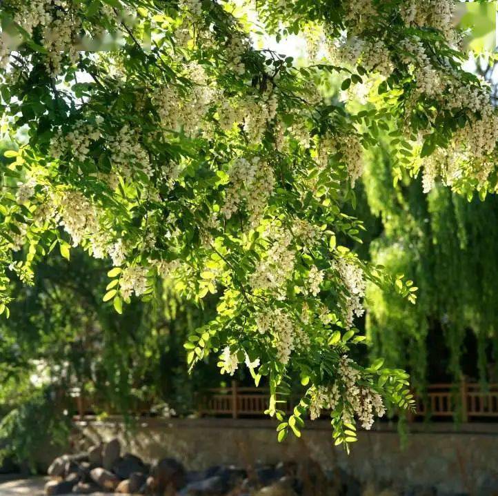 大连市树市花请你来投