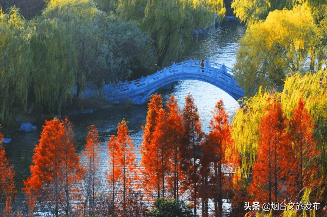 泉城|刷爆全网！山东这8处的水杉林，让你不出省就能打卡川西秘境！