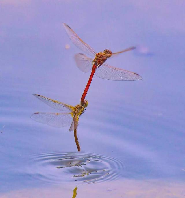 蜻蜓点水带我一起飞