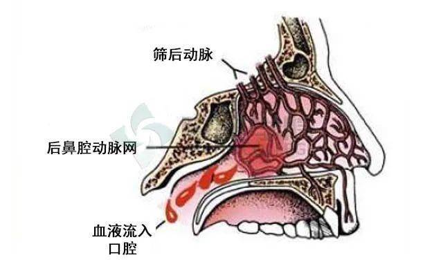 鼻子血管分布图图片