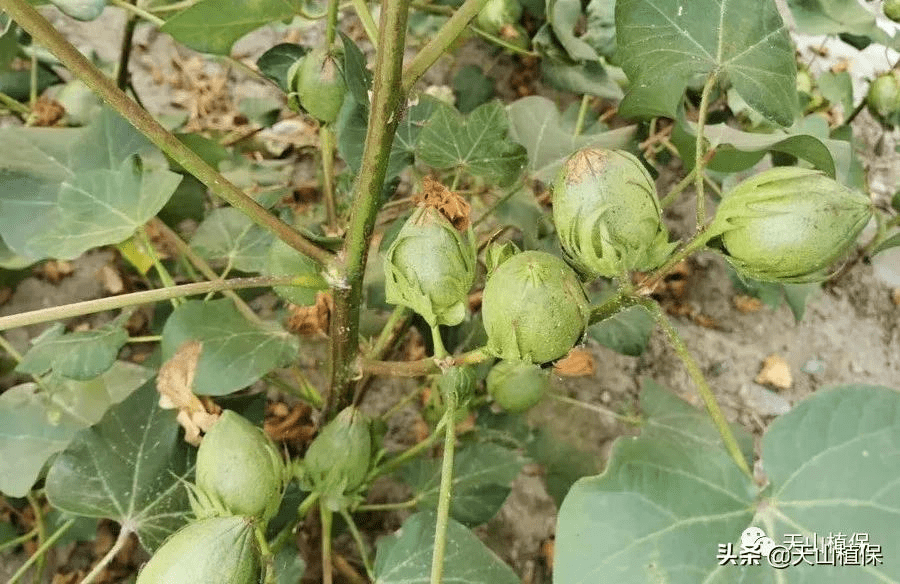 2022年第六师棉花推荐品种意见_师市_果枝_团场