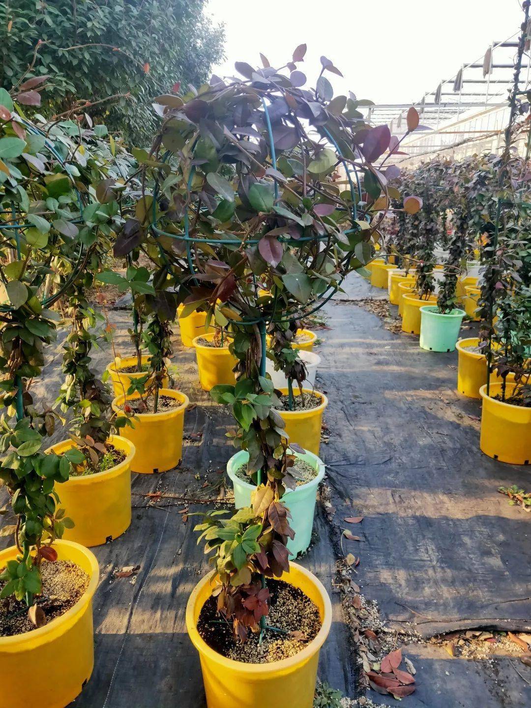 大花六道木规格:45*40美植袋银霜女贞规格:3加仑黄金枸骨规格:2加仑