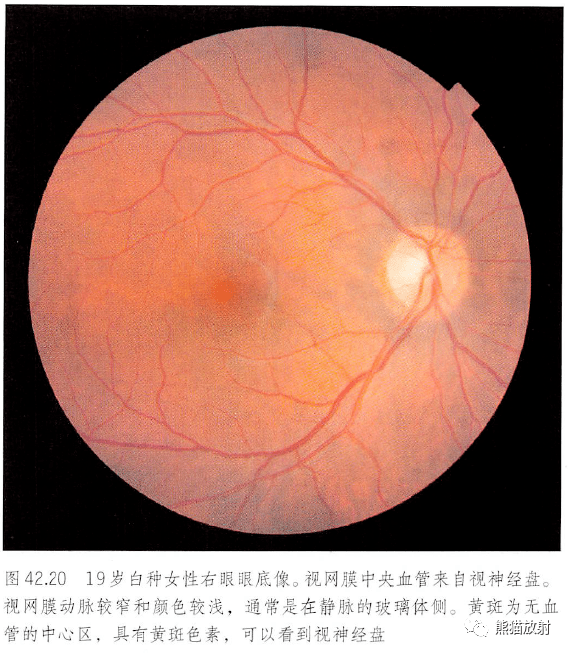 解剖丨眼眶眼球