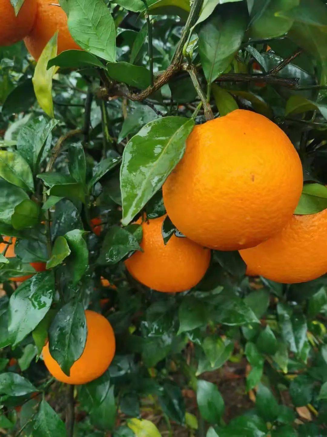 富川脐橙已备好!三环包邮!20斤精品大果礼盒128元疯抢啦!