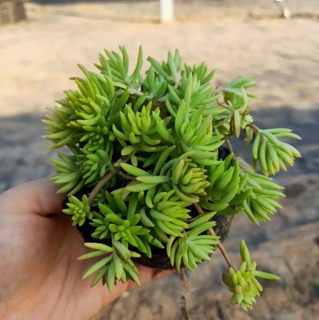 1米三角架造型大花六道木规格:45*40美植袋银霜女贞规格:3加仑黄金