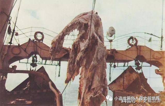 瑞洋丸事件 新西兰海怪目击事件的真相