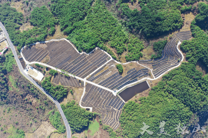 百畝試驗田,孕育海花草產業