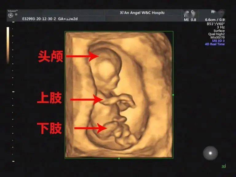 简直萌翻了