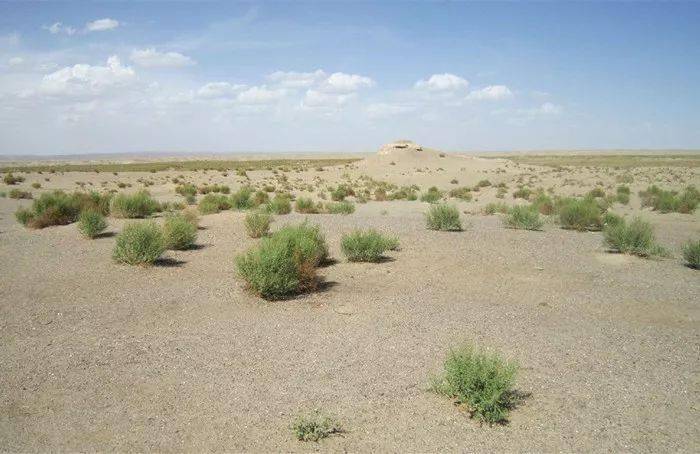 你远望到的骆驼刺是这样的:在新疆的戈壁滩和沙漠上,骆驼刺是最常见的