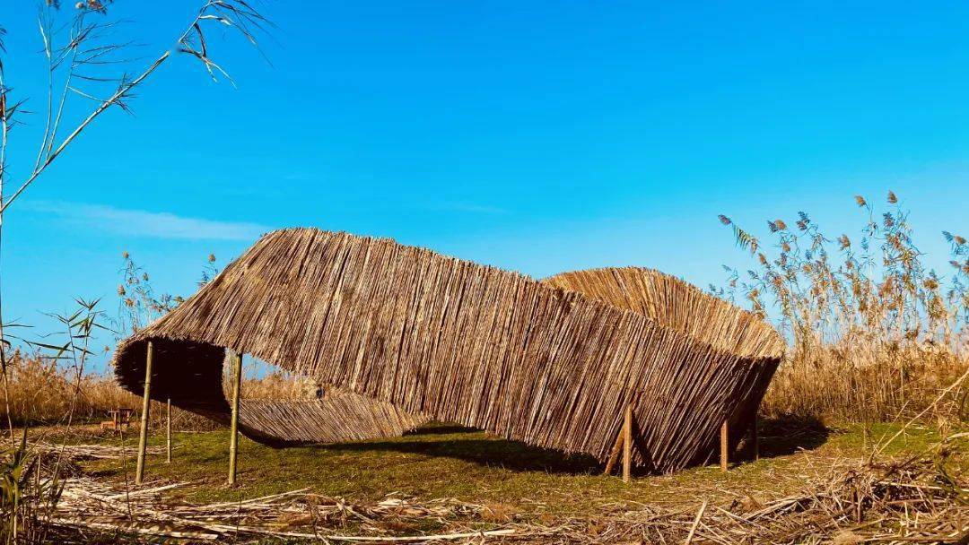 特色自驾 | 风吹苇动-艺术在野-洞庭湖芦苇艺术节 探访神秘6501军事