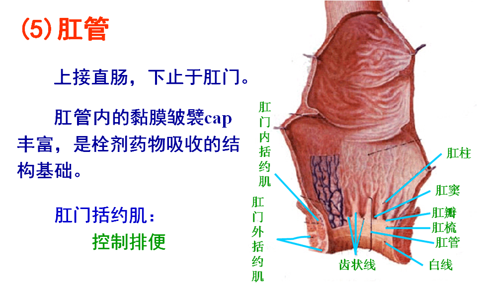 一文搞定消化系统结构与功能