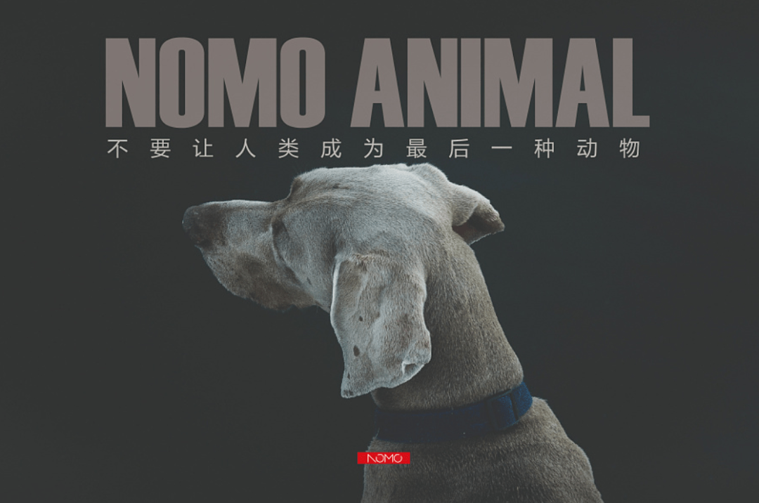 观察为什么我们迟迟等不来动物保护立法