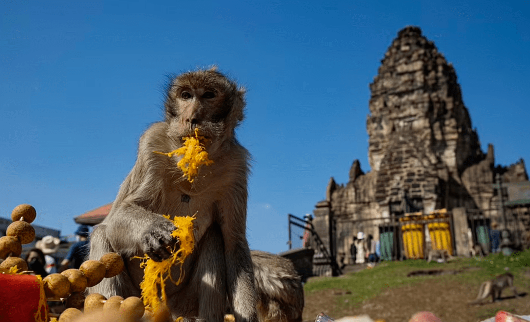 泰国猴子节,数千只猴子狂吃掉两吨水果!_旅游_华富里府_游客