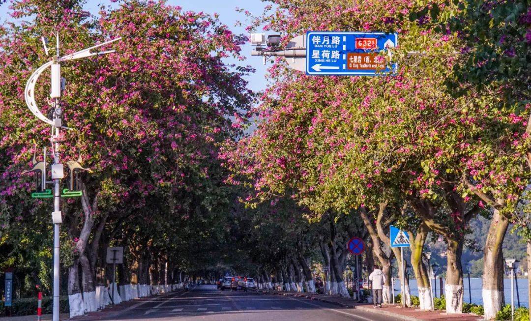 最新实拍肇庆紫荆花道震撼上线等你来打卡