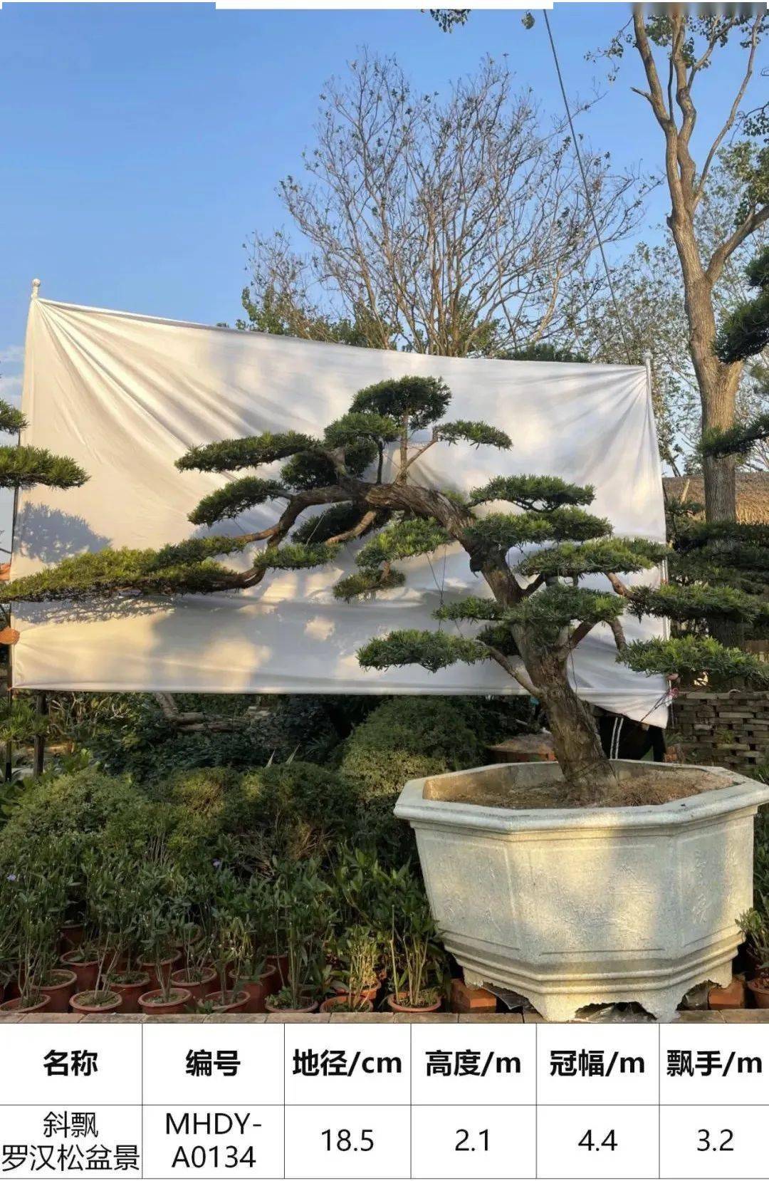 马后花园头径1822公分临水斜飘罗汉松