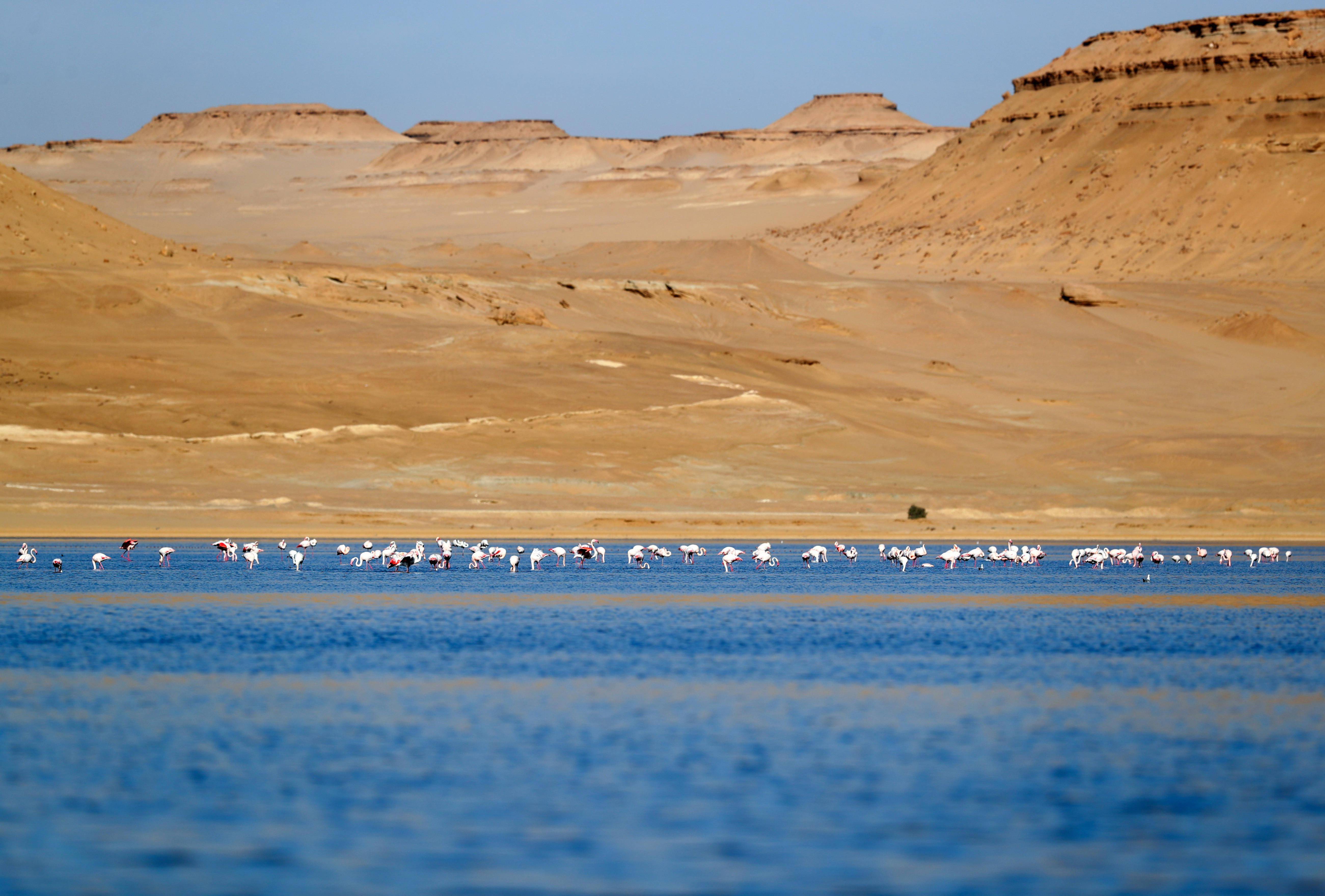 埃及法尤姆:火烈鸟漫步加龙湖