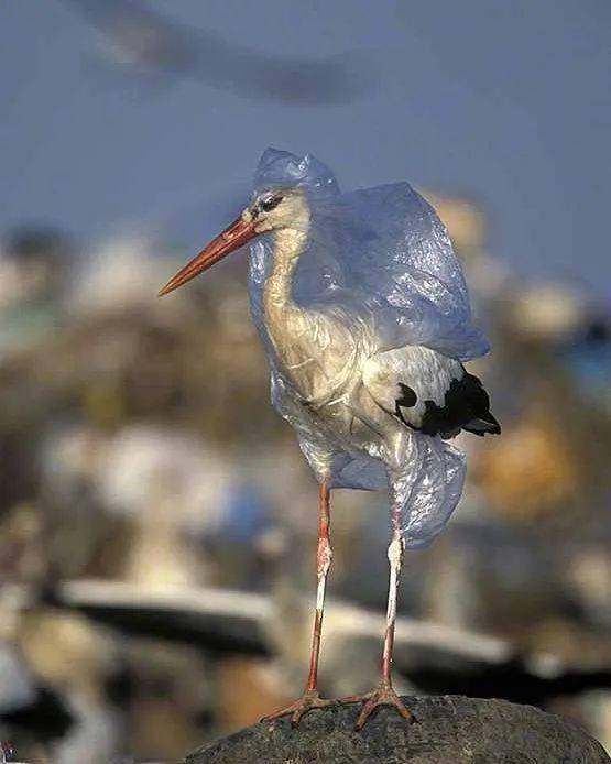 低塑生活_塑料_plastic_free