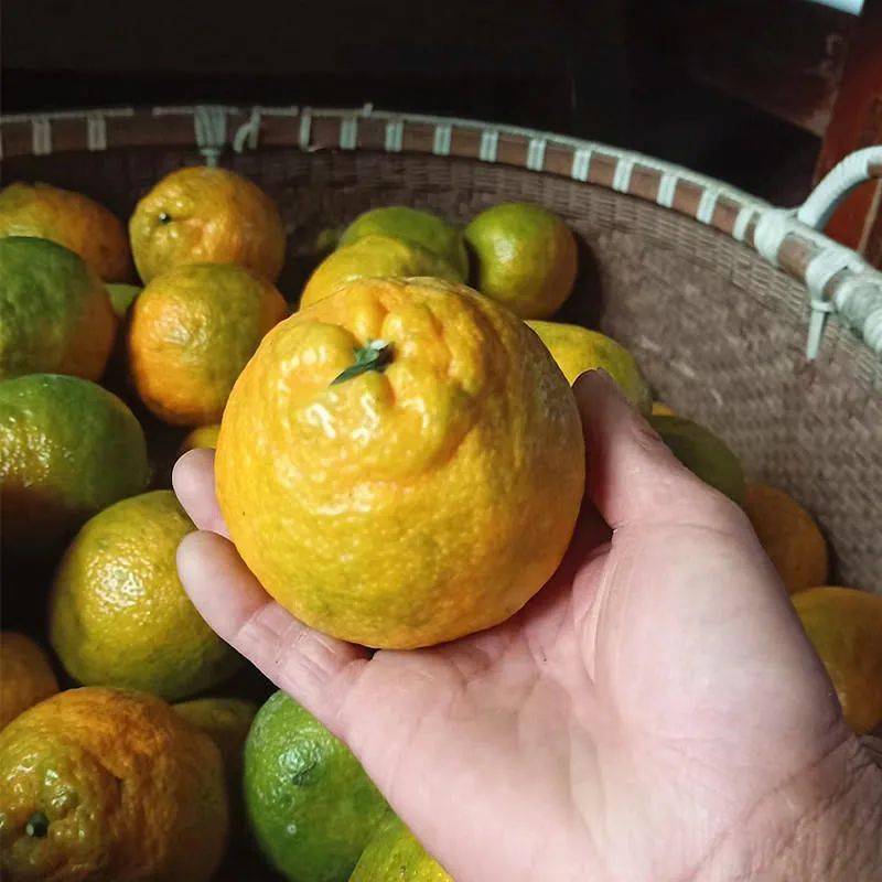 让温州人欲罢不能的苦大瓯柑上市啦甘苦与共清甜解腻