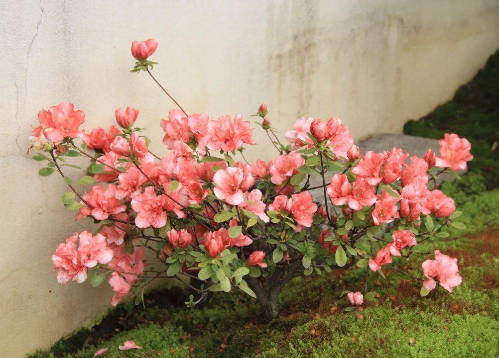 苗木攻略 球根花卉种植搭配攻略 效果 品种 风信子