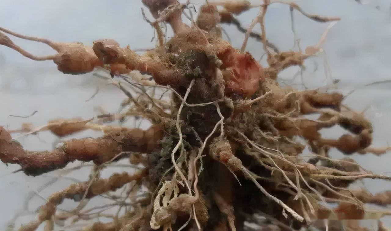 根结线虫难治理,关键就是要做好预防_危害_进行_土壤