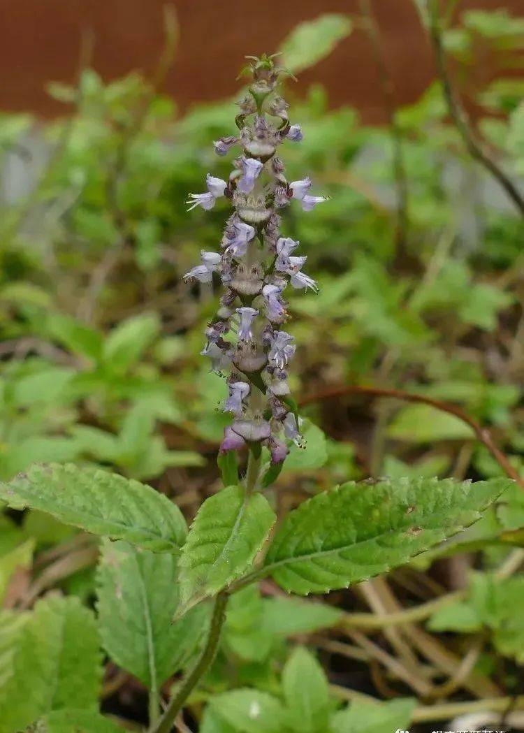 你好大自然第213期凉粉草