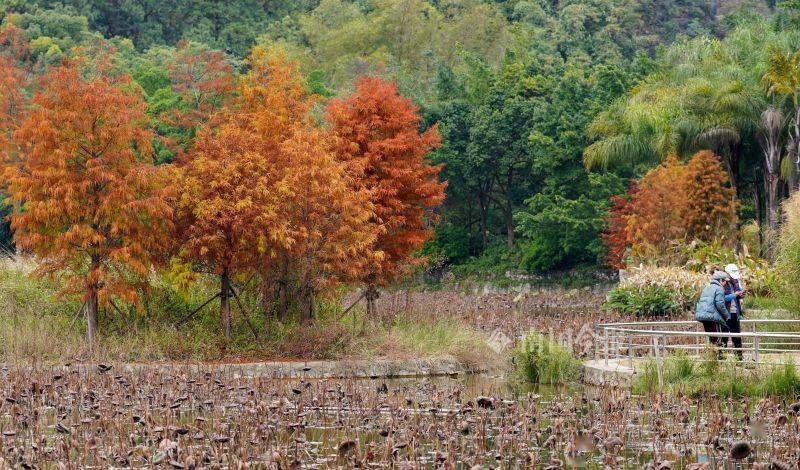 @柳州市民，都乐公园里的五彩树叶美出了天际，还不快去看看？