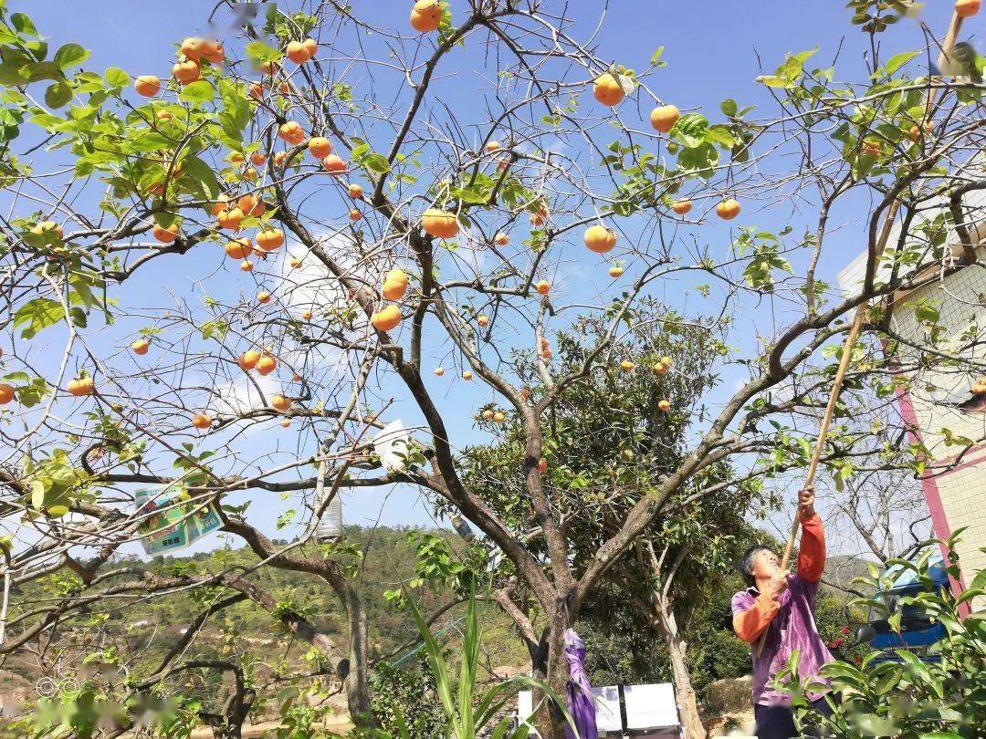 五华大田晒柿花 很多人还没看过 柿饼 蜂蜜 特点