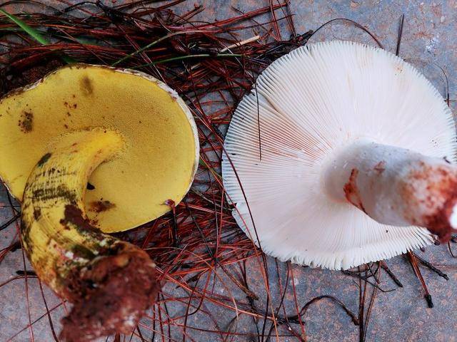 云南野蘑菇拾趣61荞面菌