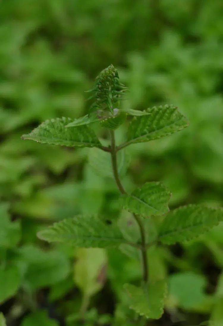 你好大自然第213期涼粉草