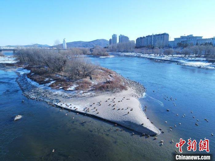 吉林|千鸟飞渡吉林松花江：驻足城市“驿站”悠然自得