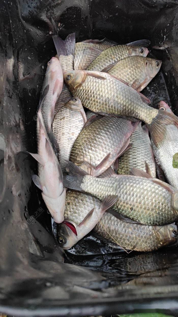 前面三天鱼获整体都还不错而且个体都还比较均匀,第四天的时候一个也