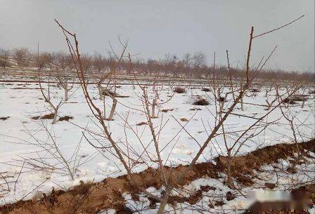 【管理】桃树防冻措施及修剪_冻害_长势_品种