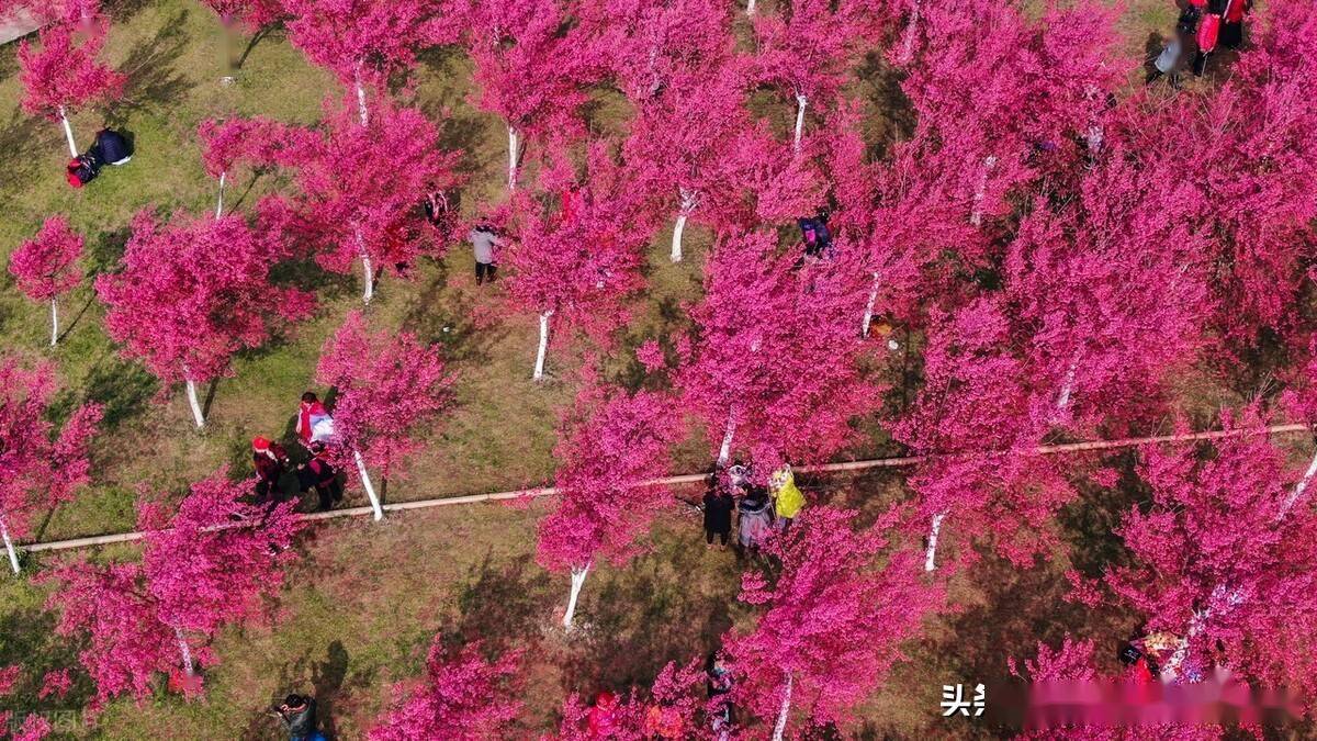 云南昆明四季如春昆明宜良山后樱花谷冬樱花悄然盛开
