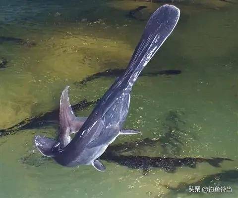 釣魚人釣獲