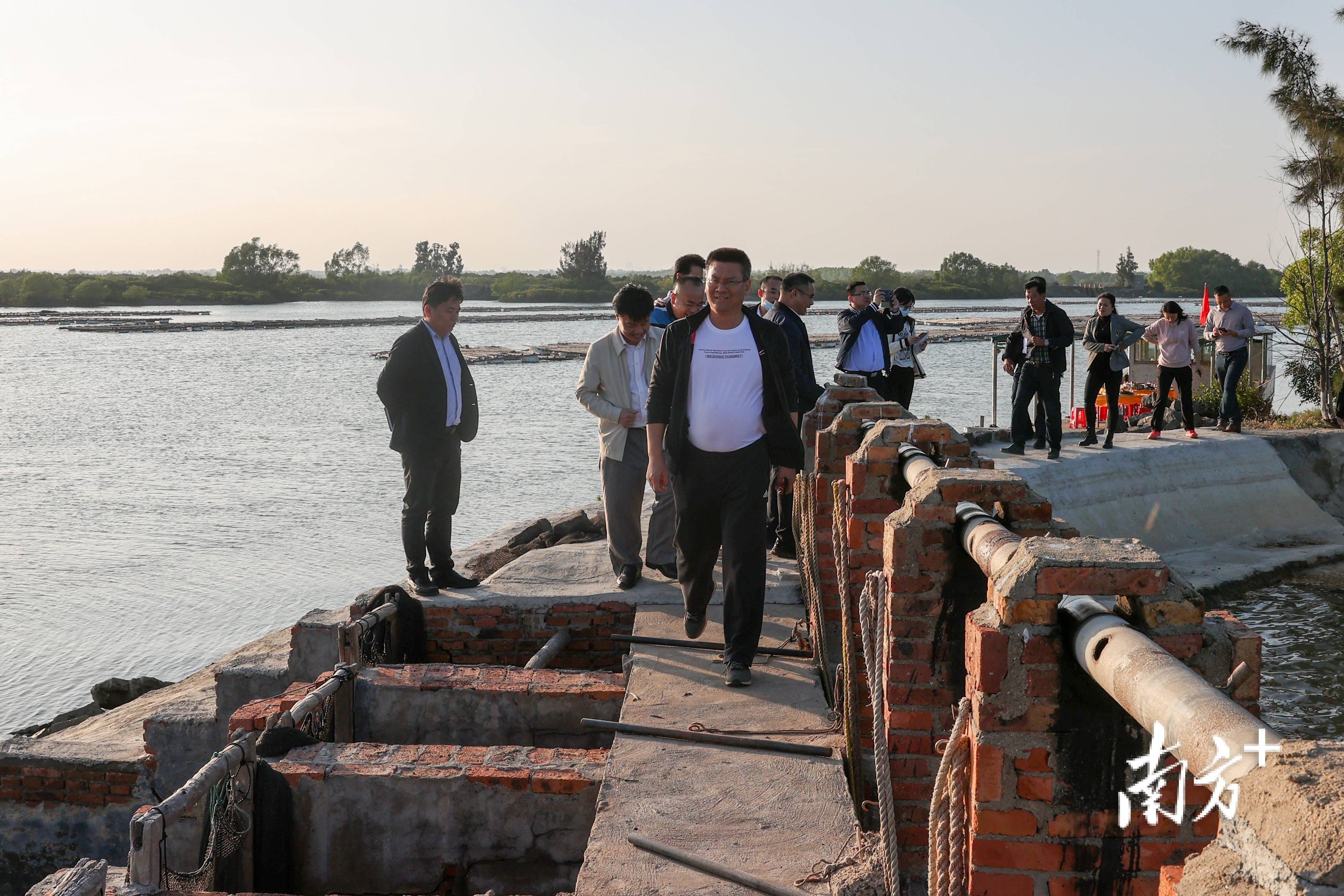 麻章区长陈思远带队调研红树林保护和旅游资源开发工作