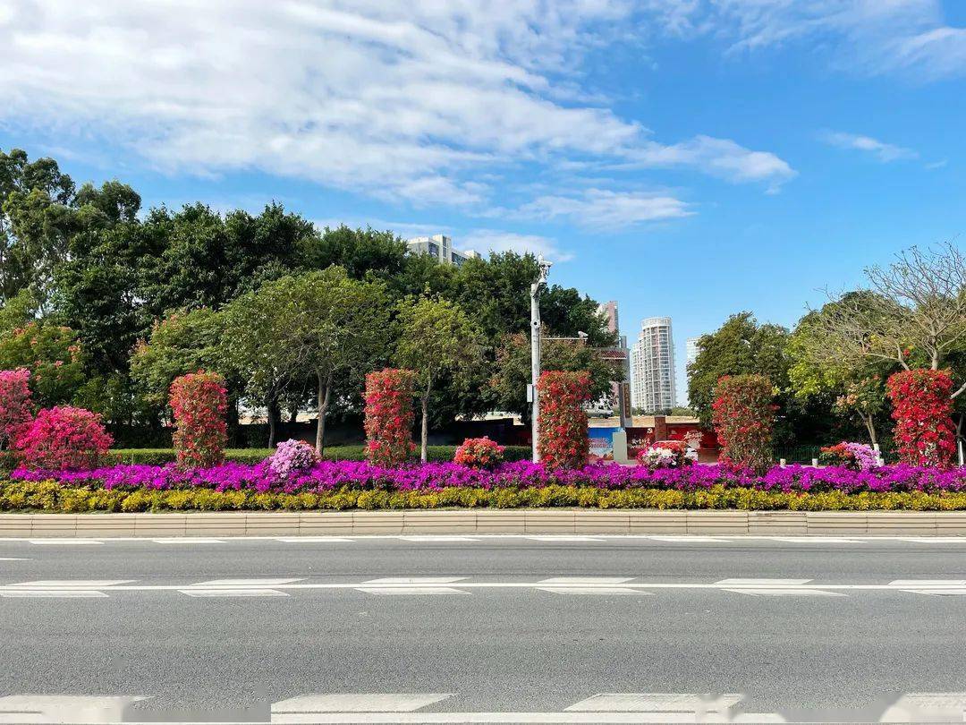 道路中分带绿化设计图片